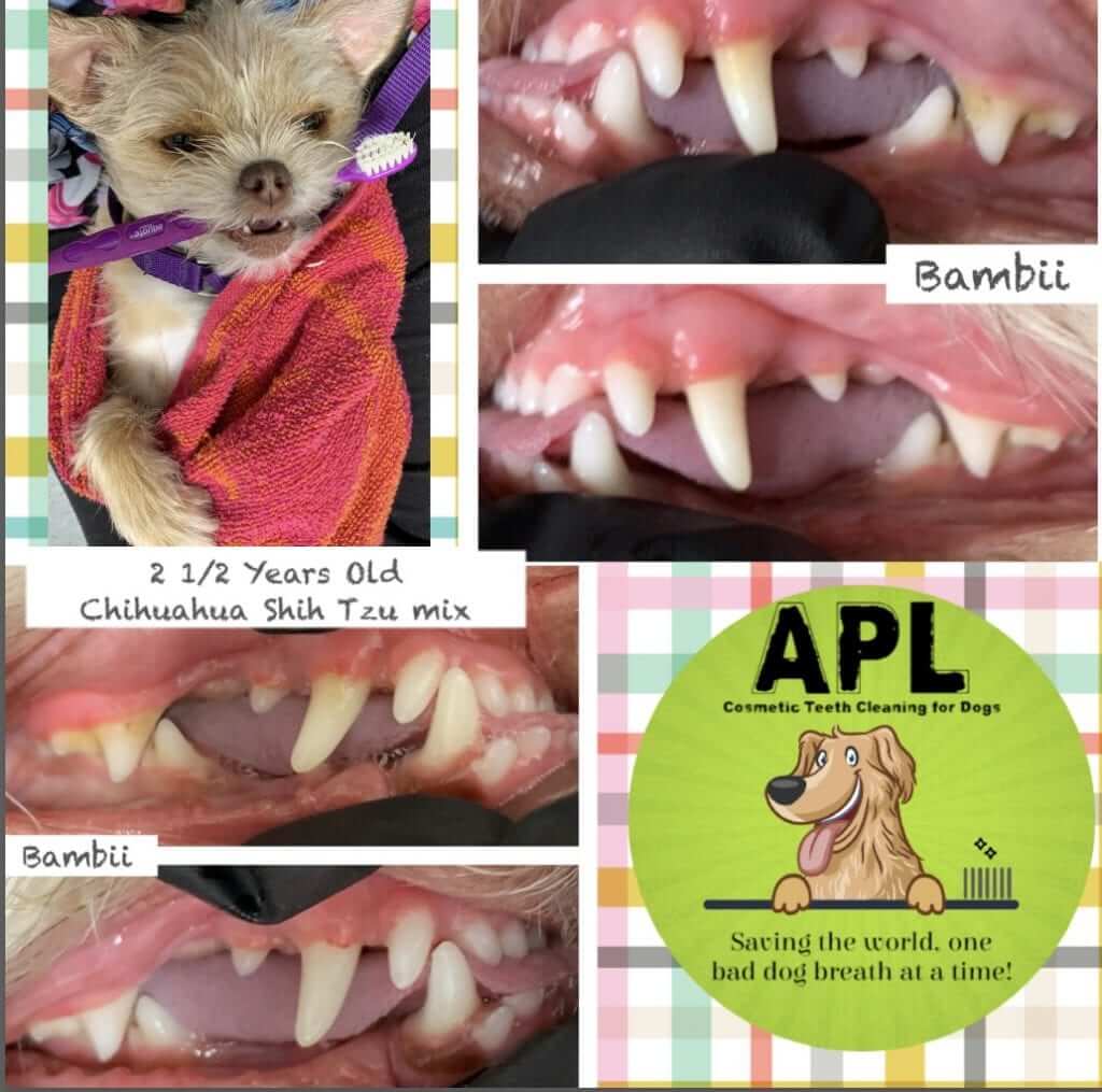Dog Treats and Teeth Cleaning Services APL Teeth Cleaning & Treats