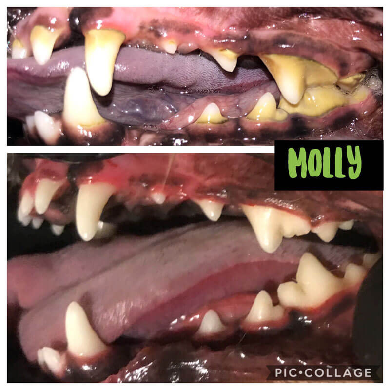 Dog Treats and Teeth Cleaning Services APL Teeth Cleaning & Treats