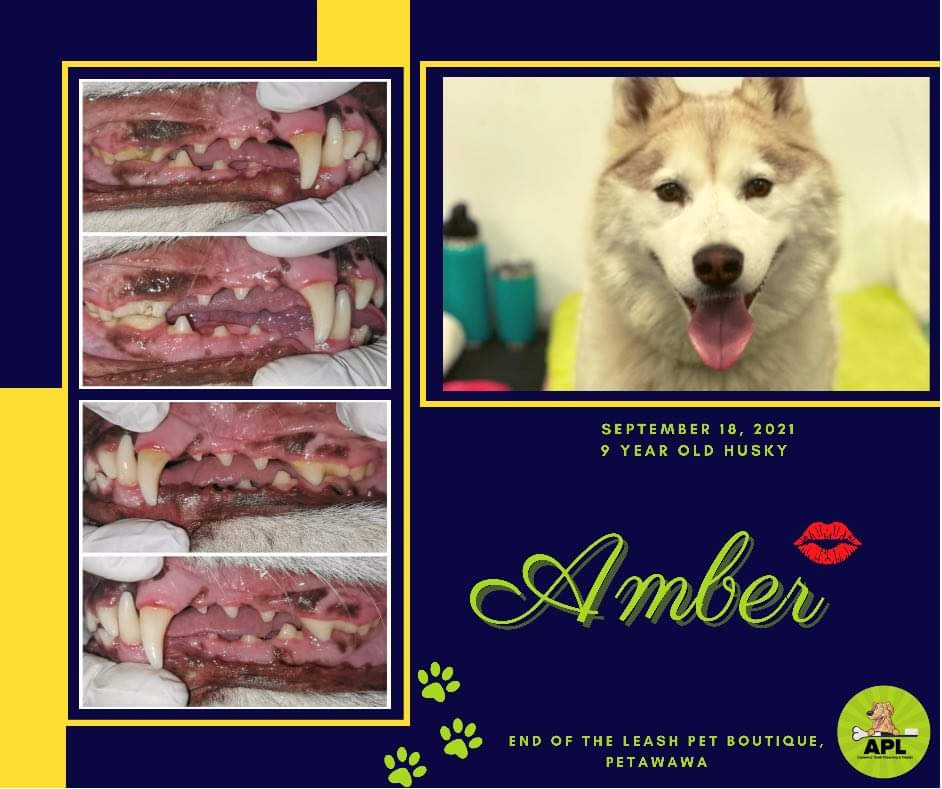 Dog Treats and Teeth Cleaning Services APL Teeth Cleaning & Treats