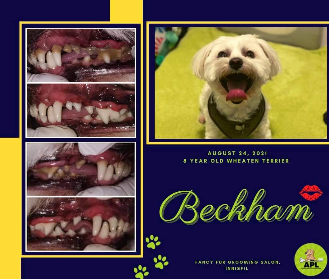 Dog Treats and Teeth Cleaning Services APL Teeth Cleaning & Treats