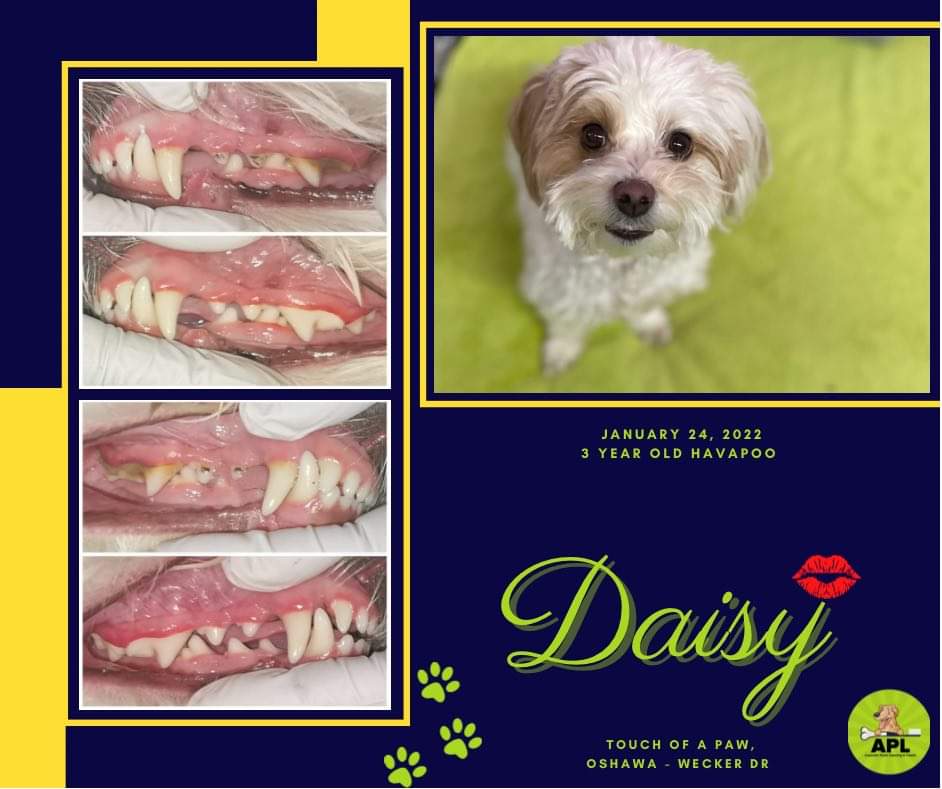 Dog Treats and Teeth Cleaning Services APL Teeth Cleaning & Treats