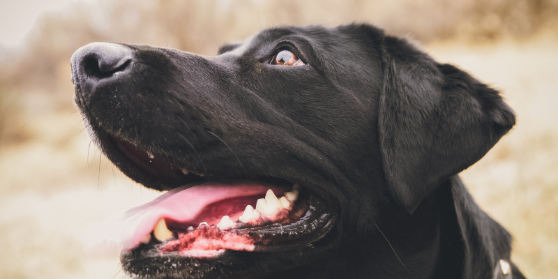 3 Myths About Dog Teeth Care