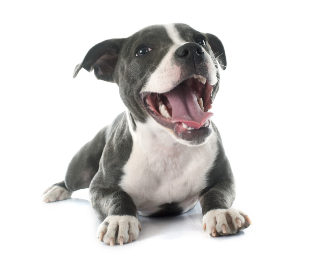 How Often Should You Have Dog Teeth Cleaning Done? APL Teeth Cleaning