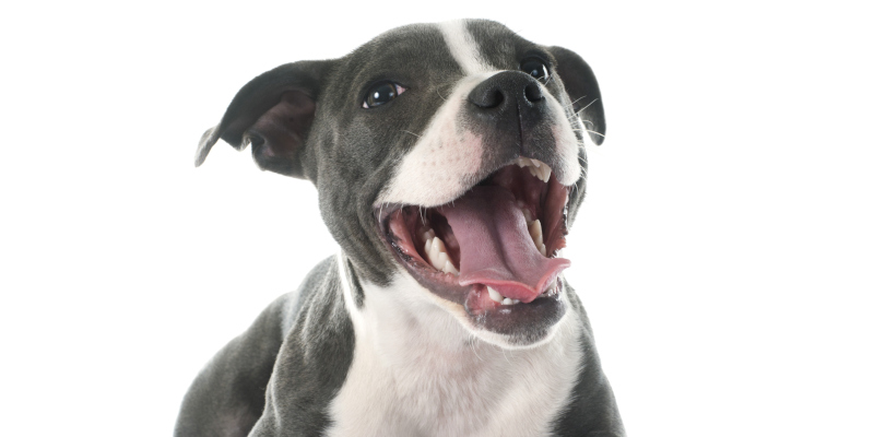 How Often Should You Have Dog Teeth Cleaning Done? 