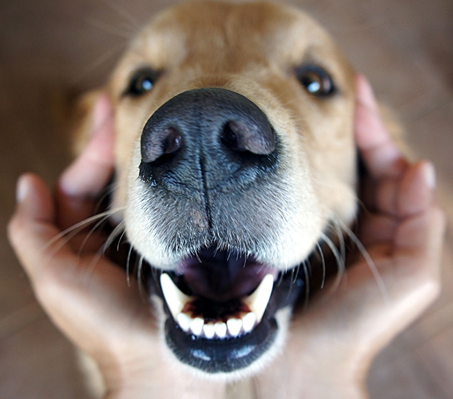 Five Hallmarks of Healthy Dog Teeth APL Teeth Cleaning & Treats